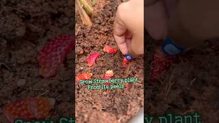 Grow plants from Peels 🍓 strawberryplants [upl. by Bard]