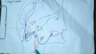 GLOSSOPHARYNGEAL NERVECRANIAL NERVE IXneuroanatomycranialnerve9glossopharynealnervembbsbds [upl. by Archangel773]