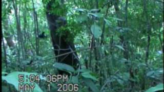 Lancetailed Manakin leapfrog dance [upl. by Ovatsug775]