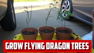 Growing Flying Dragon Orange for Citrus Rootstock [upl. by Yhtommit]