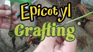 Grafting Mango  Step by step epicotyl grafting [upl. by Nyram]