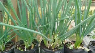 TANAM SAYUR YANG CEPAT PANEN  BERKEBUN DI PEKARANGAN RUMAH [upl. by Yoj]