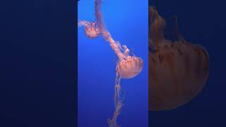 Lions Mane Jellyfish Cyanea capillata [upl. by Naomi643]