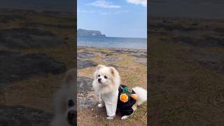 제주도해녀강아지 cutedog youtubeshorts pomeranian jejudo haenyeo femalediver [upl. by Els213]