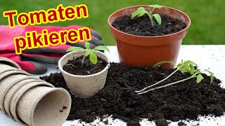 Tomaten richtig pikieren Anleitung amp Tipps [upl. by Ralleigh]