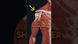 2 Mistakes Keeping Your Shoulders Painful rotatorcuff shoulderpain [upl. by Ebba]