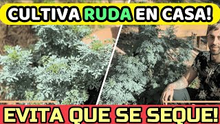 Secretos para una RUDA Gigante y Hermosa Nunca Más Pierdas una [upl. by Ettenaj190]