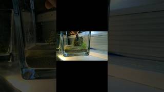 Start Nano Cub Aquascaping 101 How to Start Your First Nano Aquarium  ALGUTIME [upl. by Enyrehtak407]