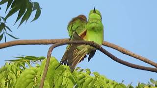 Green Bee Eater Birds amp Morning Sounds [upl. by Zelig]