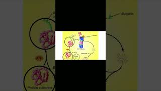 CachexiaUbiquitinProteasome Pathway cancer protein degradation youtubeshorts [upl. by Eberto]