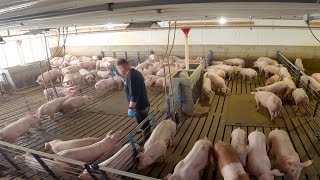 A Week Full of Pig Farming [upl. by Gittel605]