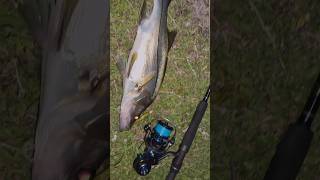 Underslots cruisin for a bruisin snook fishing snookfishing fishingreel fyp [upl. by Grane]