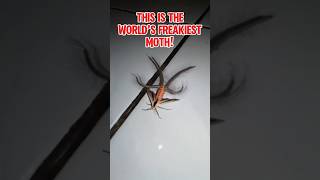 The World’s Freakiest Moth creatonotos gangis moth butterfly bugs nature biology [upl. by Whiney196]