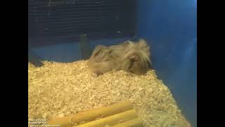 Beige peruvian guinea pig sleeping peacefully in the pet store Nature amp Animals [upl. by Adnoraj]