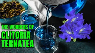 Fascinating Facts about Clitoria Ternatea [upl. by Bond]