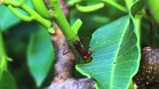 Fourmis Manioc  Guyane Française [upl. by Clausen]