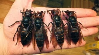 Giant Hornets Terrorize China [upl. by Ley]