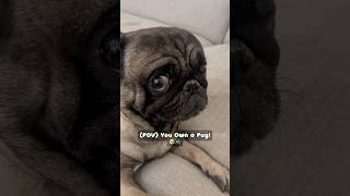 POV You Own a Pug 🐶🤣 [upl. by Acinimod307]