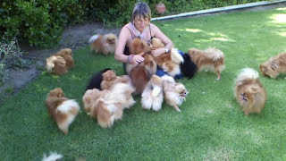 Pomeranians very HAPPY to see mom when she came back  Anjula Pomeranians Toypoms [upl. by Gilford]