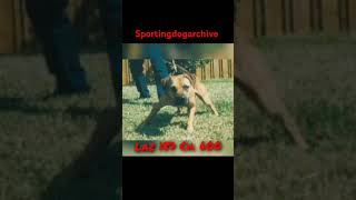 Dog of note Laz 187s Ch 600 sportingdogs dogtalk apbthistory gamedog apbt pitbull [upl. by Gregor]