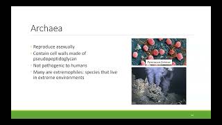 BIO100 Chapter 13  Diversity of Microbes Fungi and Protists [upl. by Ormiston272]