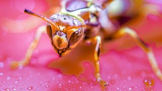 Executioner wasp in my house [upl. by Neda]