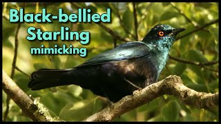 BLACKBELLIED STARLING mimicking African Goshawk and Forktailed Drongo calls [upl. by Raseda243]