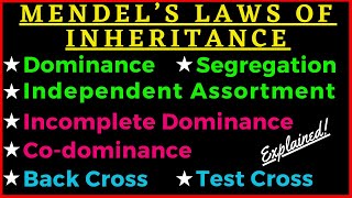 Mendels 3 Laws of Inheritance Dominance Segregation Independent Assortment Genetics Punnett Square [upl. by Kristin]