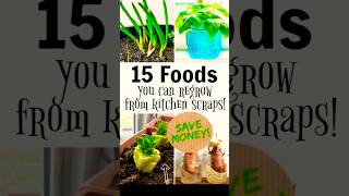 15 Foods You Can Regrow from Kitchen Scraps Save Money [upl. by Bergman]