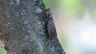 Spotted Lanternfly Walks Up a Tree [upl. by Natalya798]