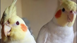 Baby Cockatiel Chick Growth Stage [upl. by Talanian]