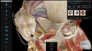 Oculomotor Nerve [upl. by Lahcym]