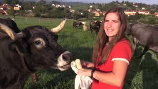 Ganaderos en su hábitat Tudanca en Comillas I 27 noviembre [upl. by Asilef]