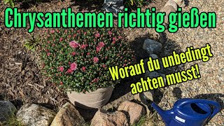 Chrysanthemen richtig gießen  So oft und so viel Wasser wird benötigt [upl. by Ardnaxela]