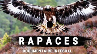 Rapaces  Cauchemars Des Cieux  Documentaire intégral [upl. by Kirstin505]