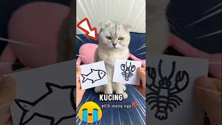 Di suruh Babu kucing pilih kanan atau kiri🤔❗ [upl. by Chryste]