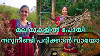 മല മുകളിൽ പോയി നറുനീണ്ടി പറിക്കാൻ വായോSaranyas beauty vlogs [upl. by Anitirhc]