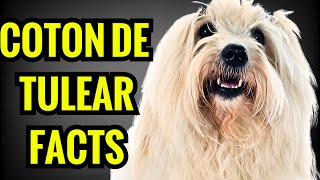 Coton de Tulear Facts  Top 13 Facts You Must Know [upl. by Serena861]