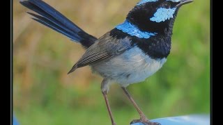 Superb Fairy Wren male bird [upl. by Dexter831]