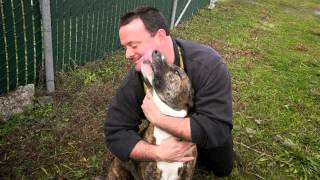 Aggressive Dog Behavior Training [upl. by Rollet]