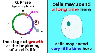 The Cell Cycle and its Regulation [upl. by Zeb]