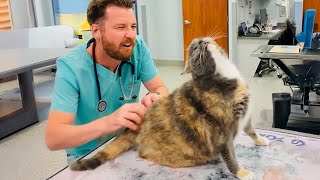 When your Cat thinks the Vet is a Day Spa [upl. by Leandra]