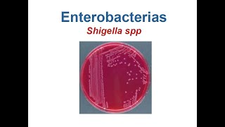 Shigella [upl. by Intyrb]