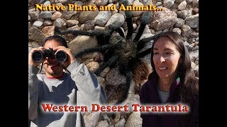 Native Plants and Animals Western Desert Tarantula [upl. by Atig]