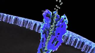 Lyrica® pregabalin Mechanism of Action  Pfizer [upl. by Enilrek]