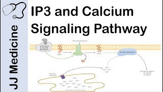 Inositol Triphosphate IP3 and Calcium Signaling Pathway  Second Messenger System [upl. by Assirahs445]