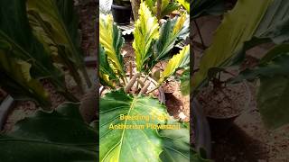 Breeding Cross Anthurium Plowmanii Varigated 👉 AC Aroid Semarang tanamanhias plantlover tanaman [upl. by Dixil]