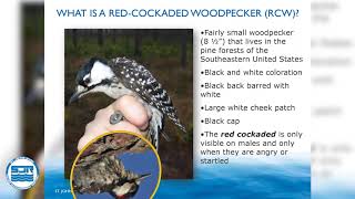 WebinarDistrict lands benefit water resources and help the recovery of the redcockaded woodpecker [upl. by Neural806]