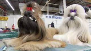 Dogs 101 Shih Tzu [upl. by Milson]