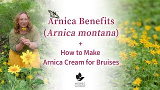 Arnica Benefits Arnica montana  How to Make Arnica Cream for Bruises [upl. by Eniffit256]